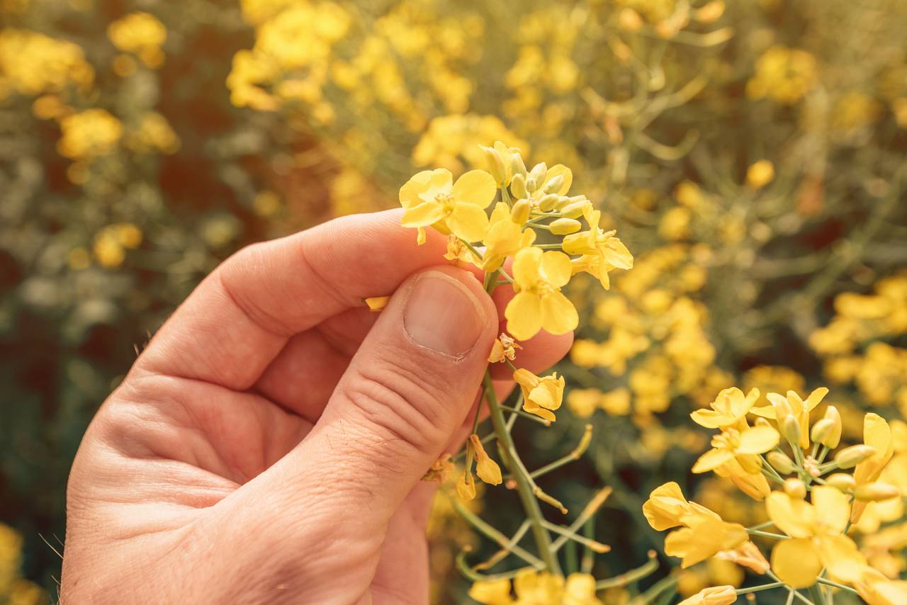 100296707 wp684a678ca1c5c5.73602531